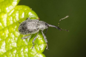 Маліно-полуничний жіночий - аматорські солодкі ягоди Маліно-полуничний жіночий - аматорські солодкі ягоди